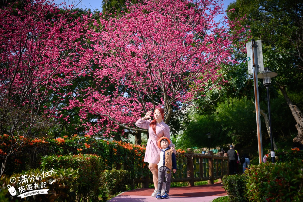 【鶯歌永吉公園】2026最新花況.炮仗花&櫻花齊放超夢幻.免門票親子共融公園~鶯歌最美的炮仗花拱門隧道！