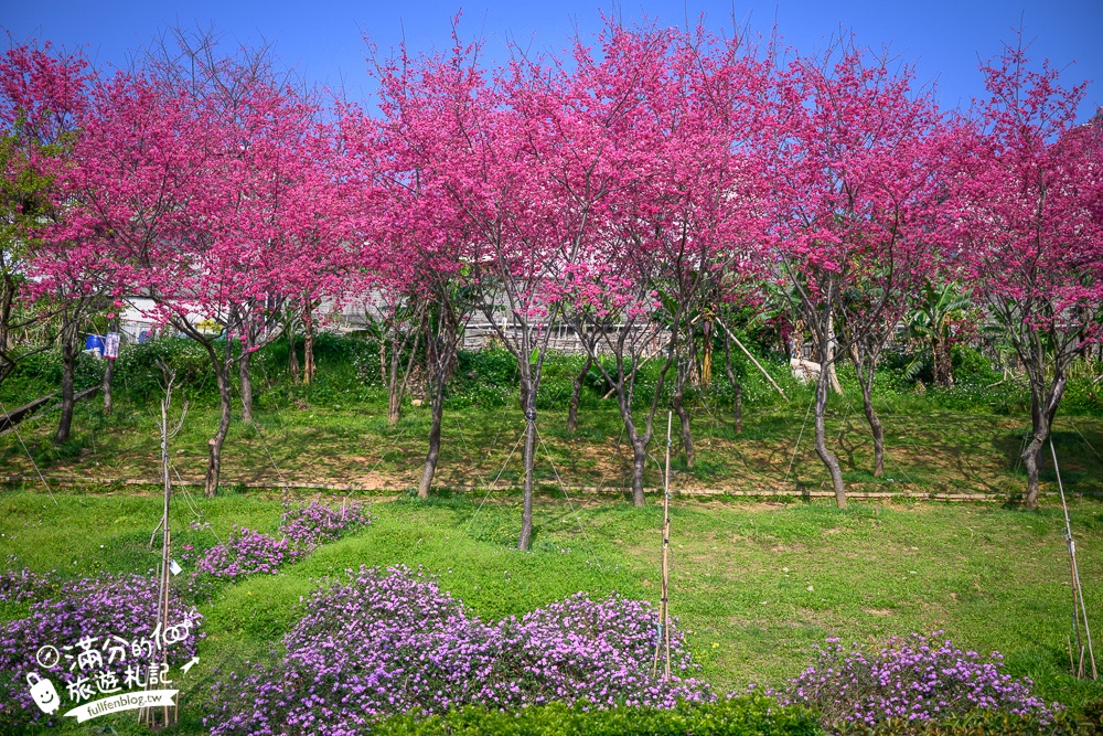 【鶯歌永吉公園】2026最新花況.炮仗花&櫻花齊放超夢幻.免門票親子共融公園~鶯歌最美的炮仗花拱門隧道！