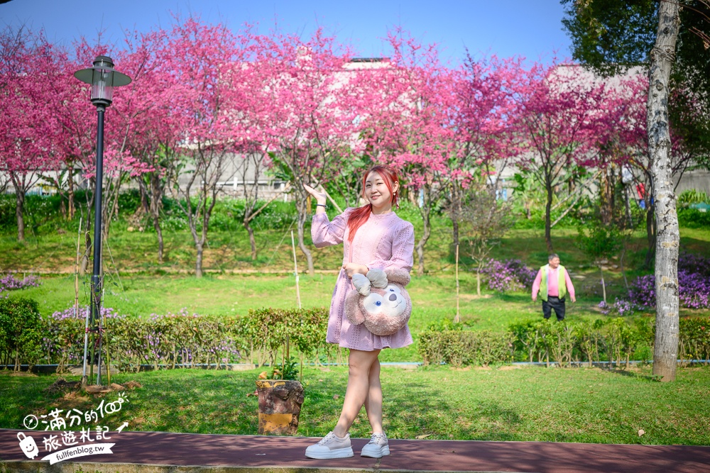【鶯歌永吉公園】2026最新花況.炮仗花&櫻花齊放超夢幻.免門票親子共融公園~鶯歌最美的炮仗花拱門隧道！