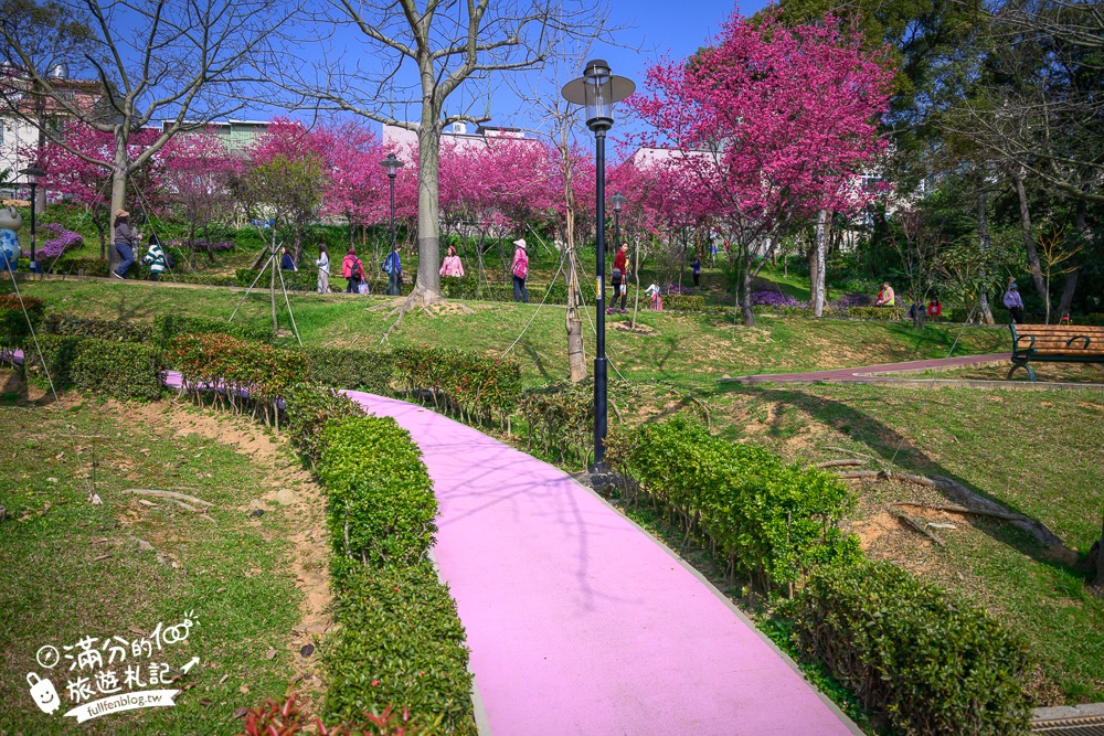 【鶯歌永吉公園】2026最新花況.炮仗花&櫻花齊放超夢幻.免門票親子共融公園~鶯歌最美的炮仗花拱門隧道！