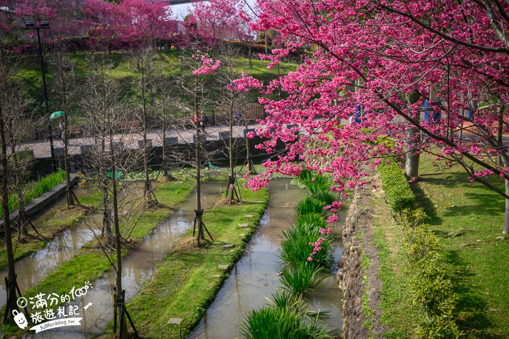 【鶯歌永吉公園】2026最新花況.炮仗花&櫻花齊放超夢幻.免門票親子共融公園~鶯歌最美的炮仗花拱門隧道！