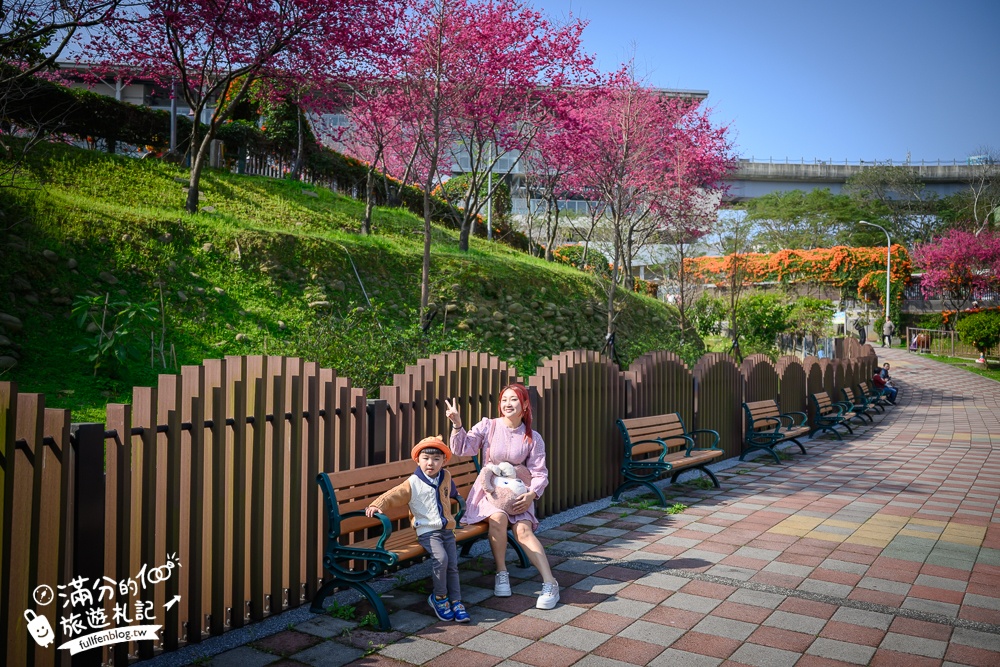 【鶯歌永吉公園】2026最新花況.炮仗花&櫻花齊放超夢幻.免門票親子共融公園~鶯歌最美的炮仗花拱門隧道！