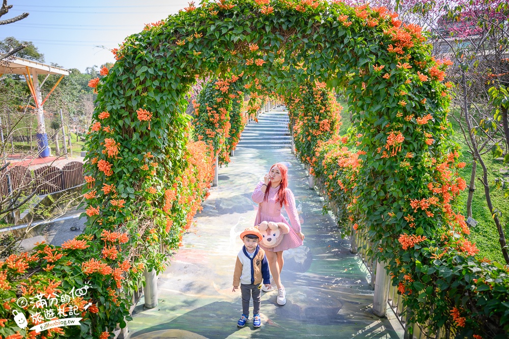 【鶯歌永吉公園】2026最新花況.炮仗花&櫻花齊放超夢幻.免門票親子共融公園~鶯歌最美的炮仗花拱門隧道！