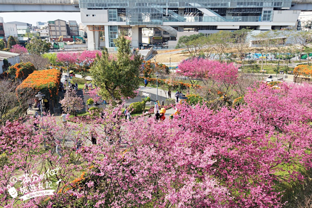 【鶯歌永吉公園】2026最新花況.炮仗花&櫻花齊放超夢幻.免門票親子共融公園~鶯歌最美的炮仗花拱門隧道！