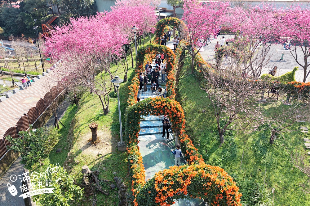 【鶯歌永吉公園】2026最新花況.炮仗花&櫻花齊放超夢幻.免門票親子共融公園~鶯歌最美的炮仗花拱門隧道！