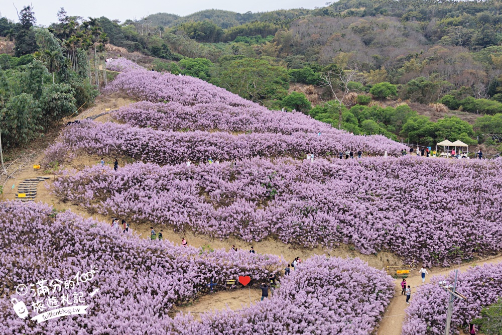 【2026九尖茶廠麝香木花海】最新花況.門票&交通資訊,2000坪的紫粉色山丘! 【2026九尖茶廠麝香木花海】最新花況.門票&交通資訊,2000坪的紫粉色山丘!