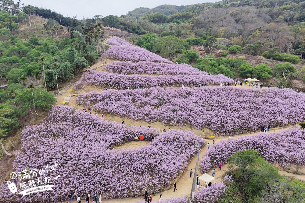 【2026九尖茶廠麝香木花海】最新花況.門票&交通資訊,2000坪的紫粉色山丘! 【2026九尖茶廠麝香木花海】最新花況.門票&交通資訊,2000坪的紫粉色山丘!