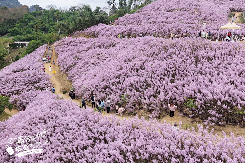 【2026九尖茶廠麝香木花海】最新花況.門票&交通資訊,2000坪的紫粉色山丘! 【2026九尖茶廠麝香木花海】最新花況.門票&交通資訊,2000坪的紫粉色山丘!