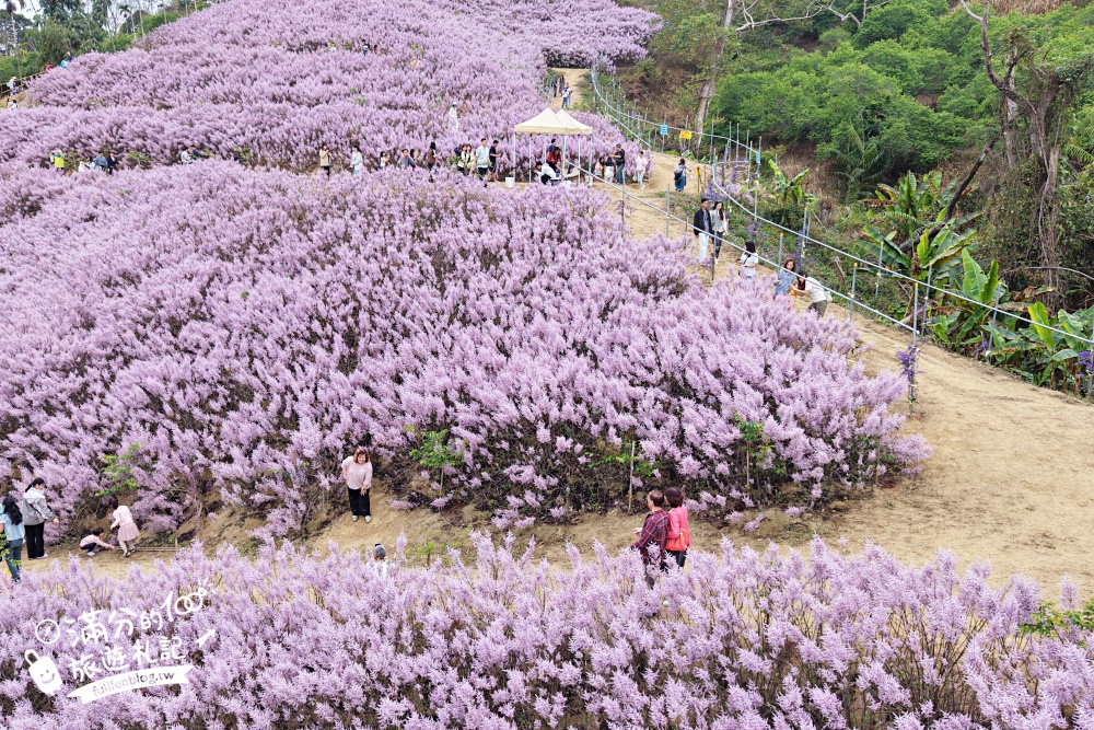 【2026九尖茶廠麝香木花海】最新花況.門票&交通資訊,2000坪的紫粉色山丘! 【2026九尖茶廠麝香木花海】最新花況.門票&交通資訊,2000坪的紫粉色山丘!