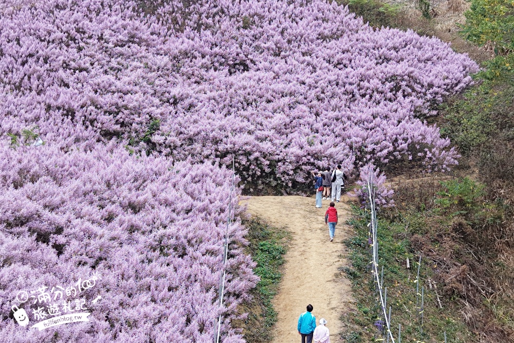 【2026九尖茶廠麝香木花海】最新花況.門票&交通資訊,2000坪的紫粉色山丘! 【2026九尖茶廠麝香木花海】最新花況.門票&交通資訊,2000坪的紫粉色山丘!
