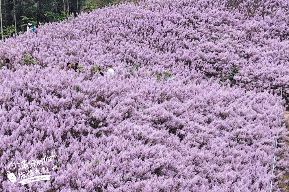 【2026九尖茶廠麝香木花海】最新花況.門票&交通資訊,2000坪的紫粉色山丘! 【2026九尖茶廠麝香木花海】最新花況.門票&交通資訊,2000坪的紫粉色山丘!