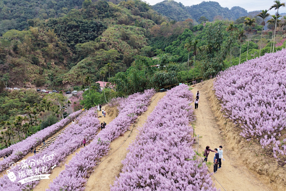【2026九尖茶廠麝香木花海】最新花況.門票&交通資訊,2000坪的紫粉色山丘! 【2026九尖茶廠麝香木花海】最新花況.門票&交通資訊,2000坪的紫粉色山丘!