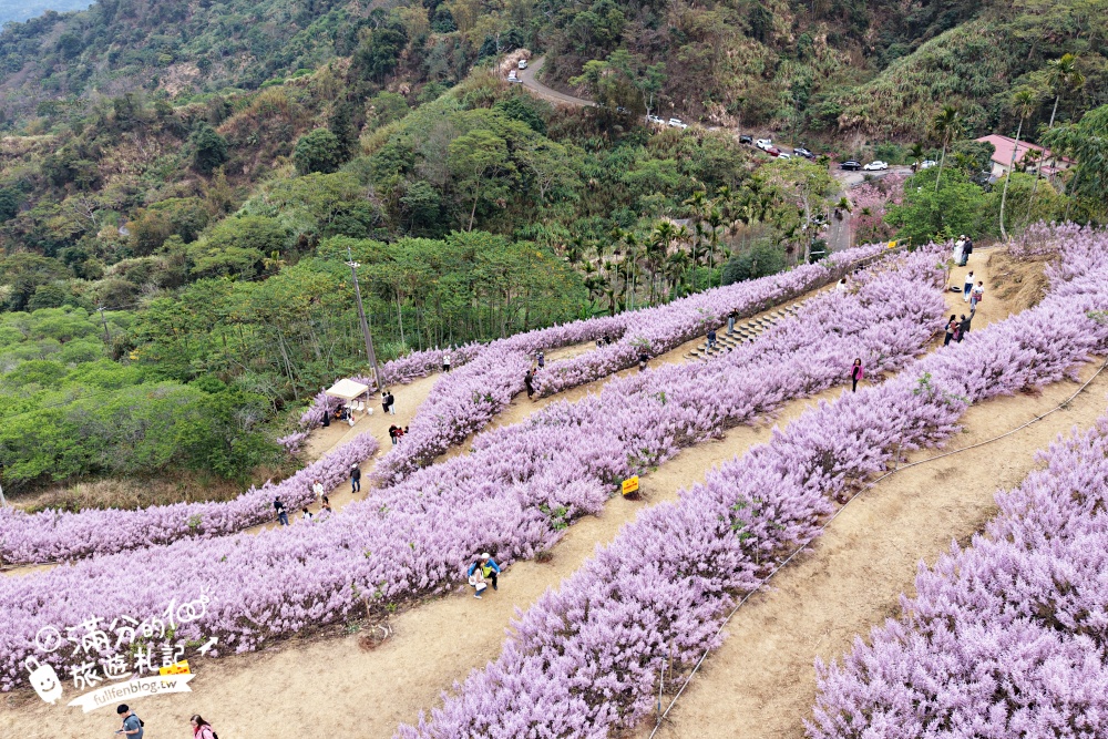 【2026九尖茶廠麝香木花海】最新花況.門票&交通資訊,2000坪的紫粉色山丘! 【2026九尖茶廠麝香木花海】最新花況.門票&交通資訊,2000坪的紫粉色山丘!
