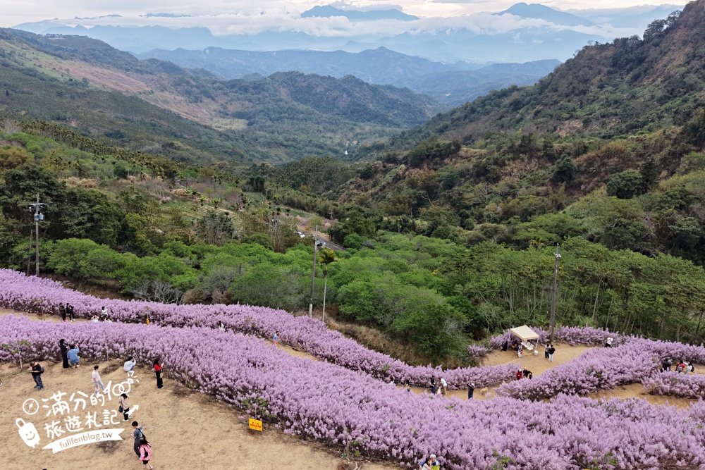 【2026九尖茶廠麝香木花海】最新花況.門票&交通資訊,2000坪的紫粉色山丘! 【2026九尖茶廠麝香木花海】最新花況.門票&交通資訊,2000坪的紫粉色山丘!
