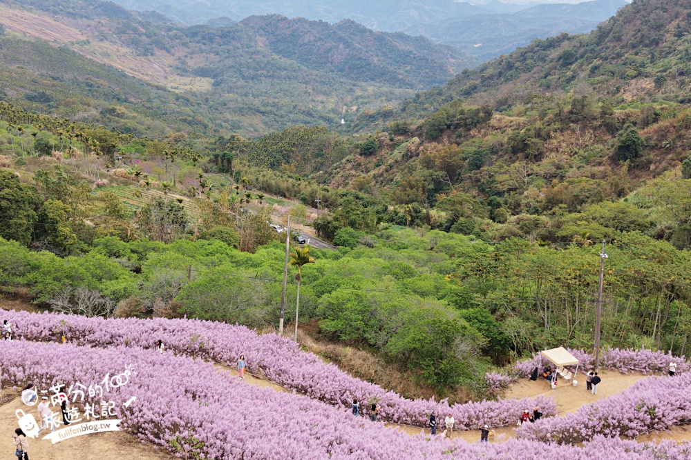 【2026九尖茶廠麝香木花海】最新花況.門票&交通資訊,2000坪的紫粉色山丘! 【2026九尖茶廠麝香木花海】最新花況.門票&交通資訊,2000坪的紫粉色山丘!