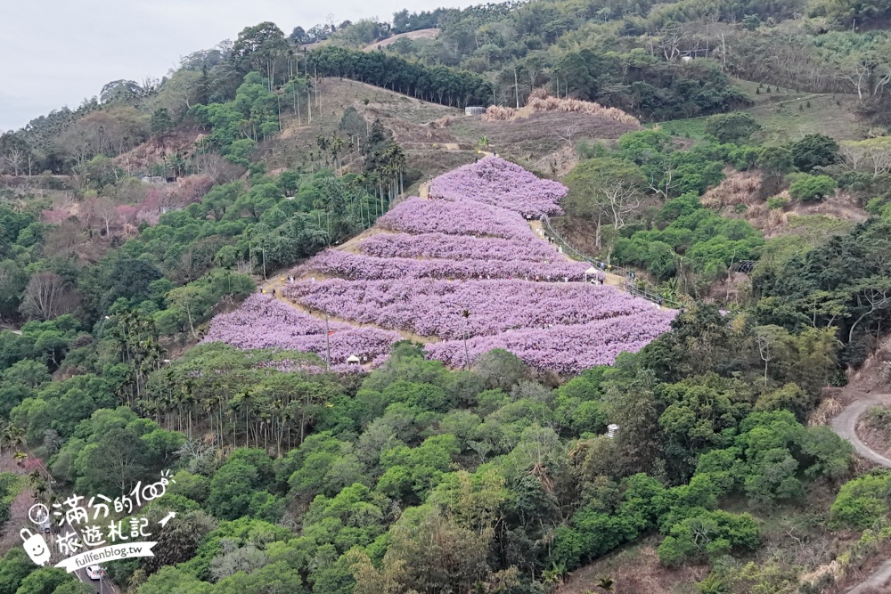 【2026九尖茶廠麝香木花海】最新花況.門票&交通資訊,2000坪的紫粉色山丘! 【2026九尖茶廠麝香木花海】最新花況.門票&交通資訊,2000坪的紫粉色山丘!