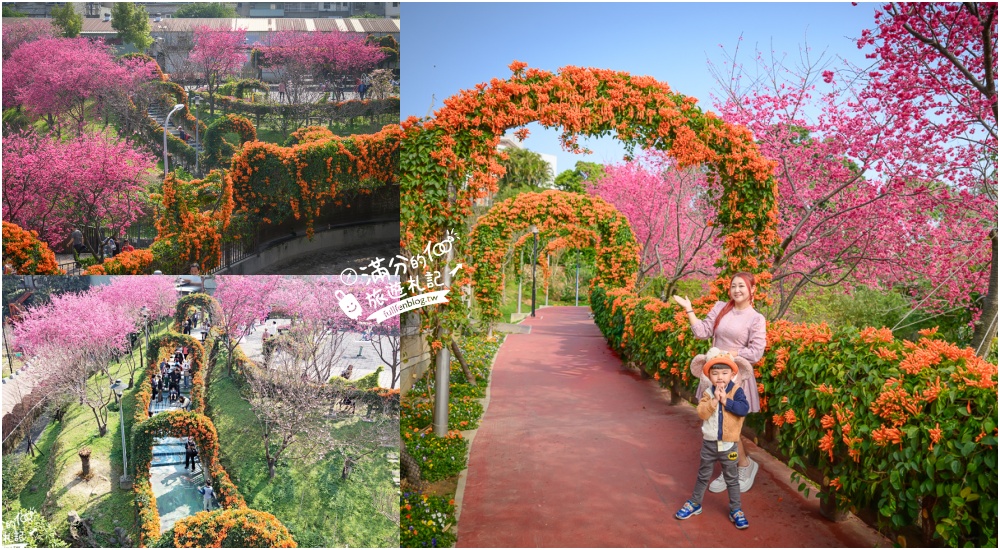【鶯歌永吉公園】2026最新花況.炮仗花&櫻花齊放超夢幻.免門票親子共融公園~鶯歌最美的炮仗花拱門隧道！