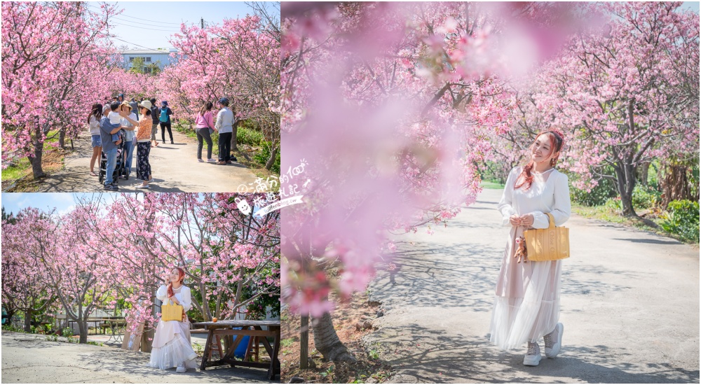 延伸閱讀：【聖德路櫻花巷】桃園隱藏版櫻花步道,盛放的富士櫻超迷人,還有墨染櫻花可以近距離合影!