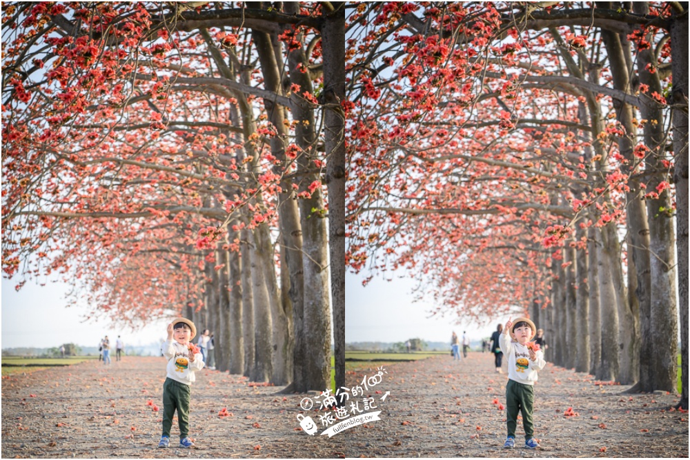 【彰化竹塘木棉花道】水神樹公田野間的木棉花秘境，浪漫雙心太陽花隧道!