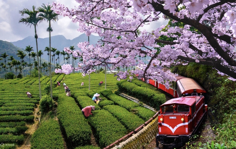 【2026阿里山國家森林遊樂區】TOP15嘉義阿里山景點推薦,看日出.搭小火車.吃鐵路便當.走天空步道.遊姐妹潭~美食景點住宿攻略!