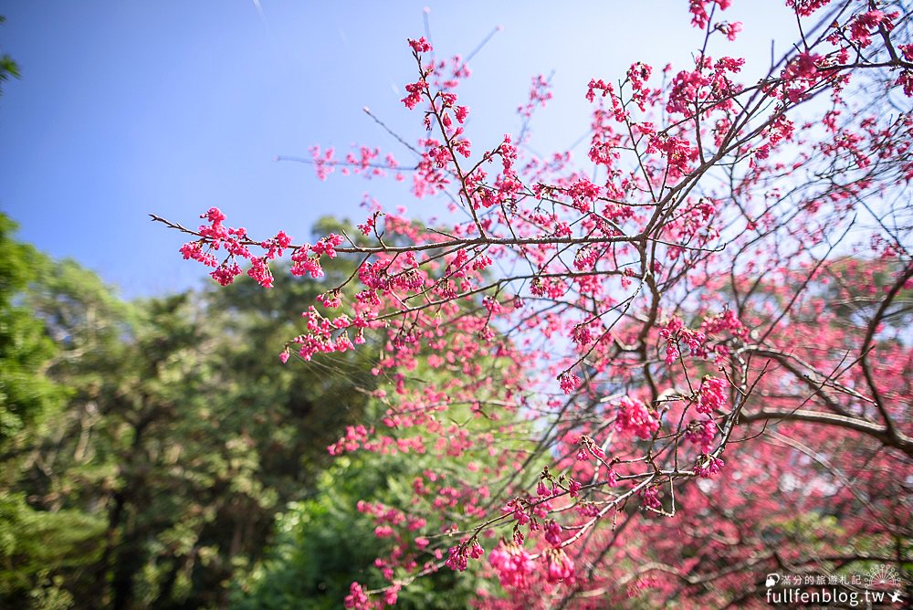 【獅潭景點一日遊】TOP7獅潭景點推薦.苗栗仙草的故鄉.必吃仙草料理.逛老街.特色親子公園.季節限定花海!