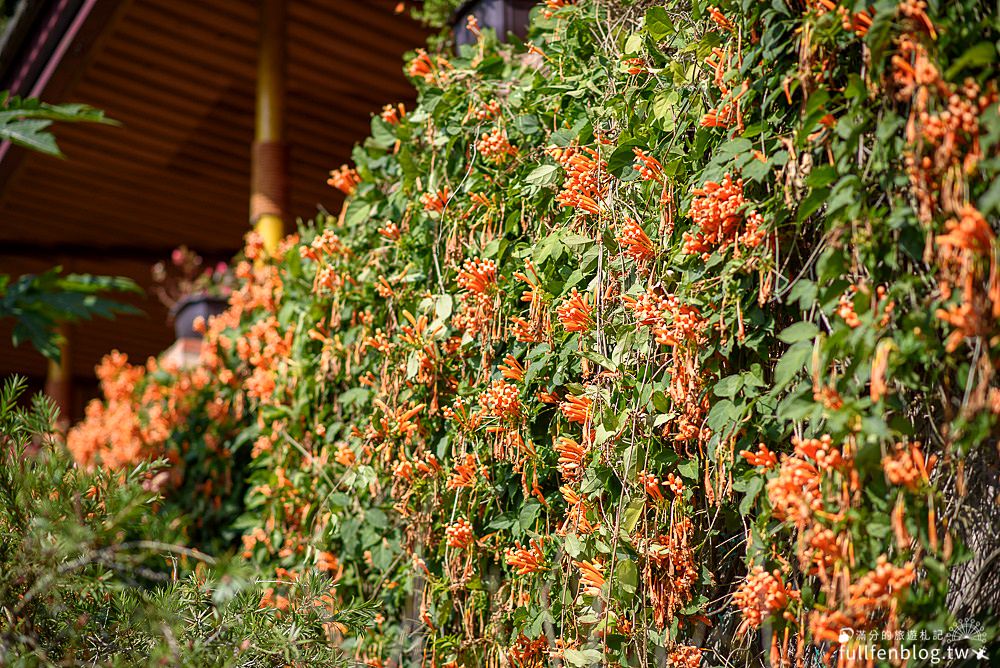 【獅潭景點一日遊】TOP7獅潭景點推薦.苗栗仙草的故鄉.必吃仙草料理.逛老街.特色親子公園.季節限定花海!