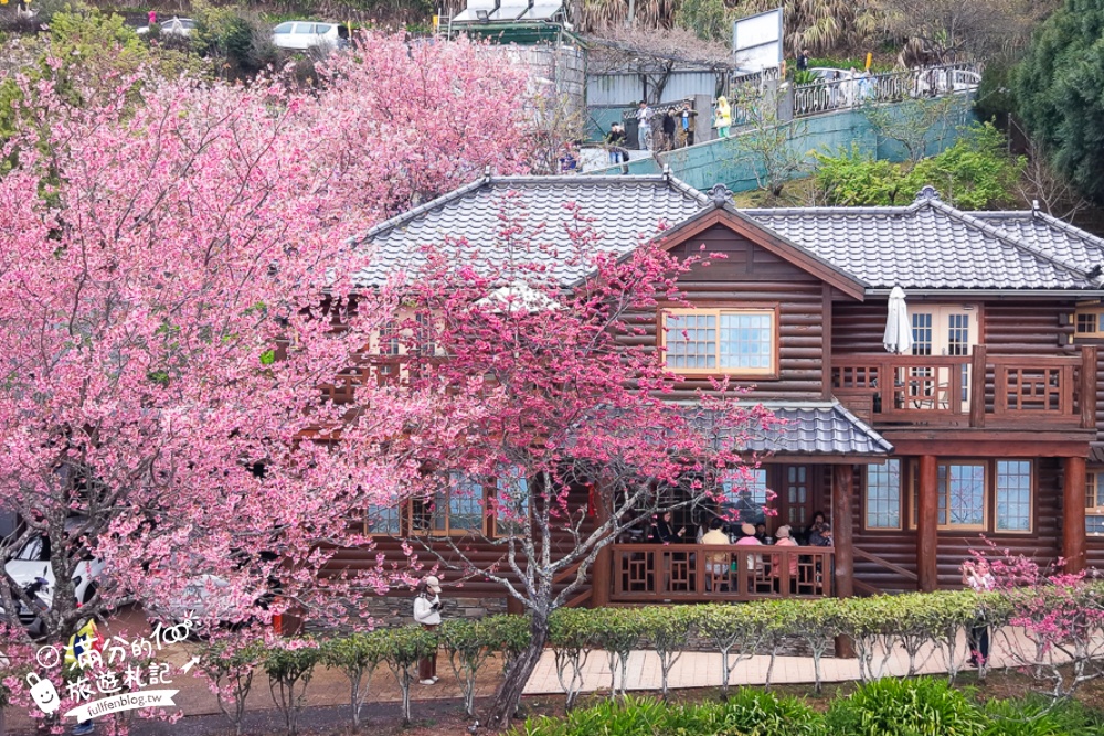 南投【星嵐拉麵】清境免門票浪漫櫻花林.賞櫻花.吃拉麵.望山嵐.視覺與味覺的雙重滿足!