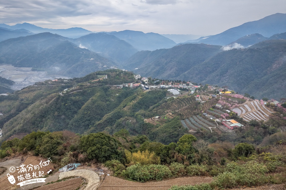 南投【星嵐拉麵】清境免門票浪漫櫻花林.賞櫻花.吃拉麵.望山嵐.視覺與味覺的雙重滿足!