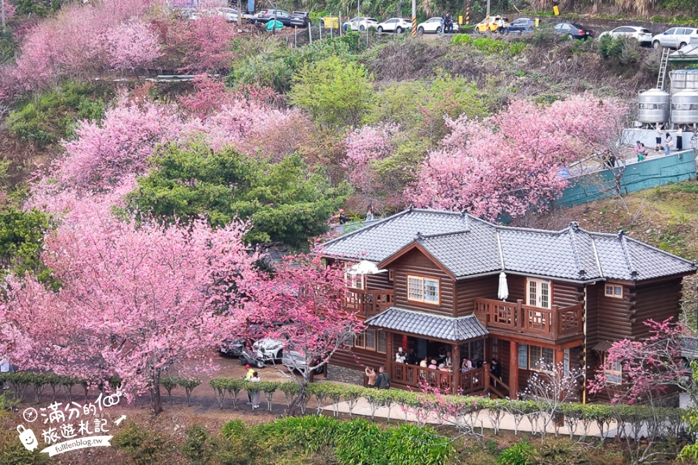 南投【星嵐拉麵】清境免門票浪漫櫻花林.賞櫻花.吃拉麵.望山嵐.視覺與味覺的雙重滿足!