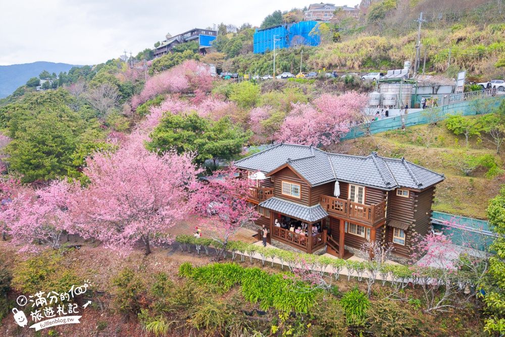 南投【星嵐拉麵】清境免門票浪漫櫻花林.賞櫻花.吃拉麵.望山嵐.視覺與味覺的雙重滿足!