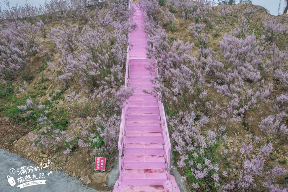 雲林新景點【有風的地方森林療癒咖啡】麝香木粉紅階梯超夢幻.賞花海.登大峽谷巨石,自然景觀好震撼! 雲林新景點【有風的地方森林療癒咖啡】麝香木粉紅階梯超夢幻.賞花海.登大峽谷巨石,自然景觀好震撼!