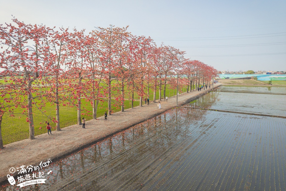 【彰化竹塘木棉花道】水神樹公田野間的木棉花秘境，浪漫雙心太陽花隧道!