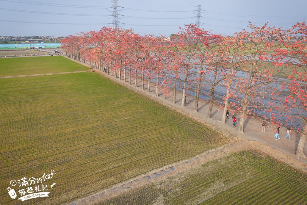 【彰化竹塘木棉花道】水神樹公田野間的木棉花秘境，浪漫雙心太陽花隧道!