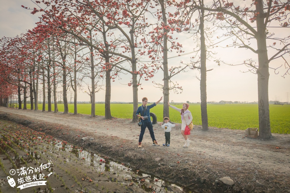 【彰化竹塘木棉花道】水神樹公田野間的木棉花秘境，浪漫雙心太陽花隧道!