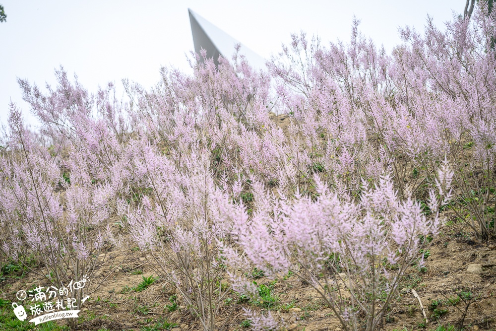 雲林新景點【有風的地方森林療癒咖啡】麝香木粉紅階梯超夢幻.賞花海.登大峽谷巨石,自然景觀好震撼! 雲林新景點【有風的地方森林療癒咖啡】麝香木粉紅階梯超夢幻.賞花海.登大峽谷巨石,自然景觀好震撼!
