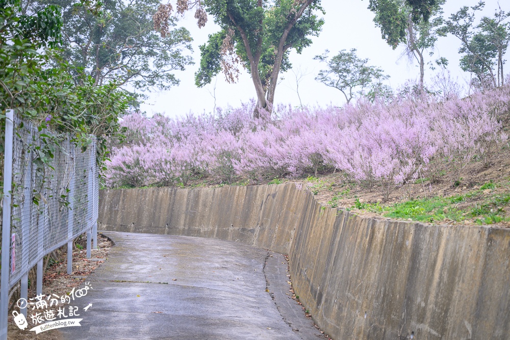 雲林新景點【有風的地方森林療癒咖啡】麝香木粉紅階梯超夢幻.賞花海.登大峽谷巨石,自然景觀好震撼! 雲林新景點【有風的地方森林療癒咖啡】麝香木粉紅階梯超夢幻.賞花海.登大峽谷巨石,自然景觀好震撼!