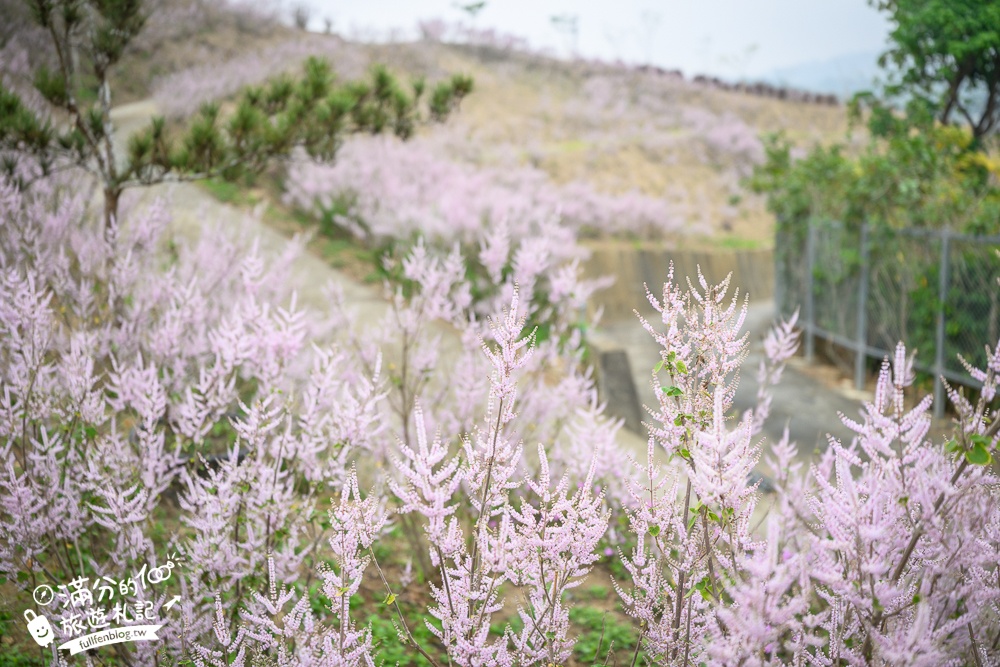 雲林新景點【有風的地方森林療癒咖啡】麝香木粉紅階梯超夢幻.賞花海.登大峽谷巨石,自然景觀好震撼! 雲林新景點【有風的地方森林療癒咖啡】麝香木粉紅階梯超夢幻.賞花海.登大峽谷巨石,自然景觀好震撼!