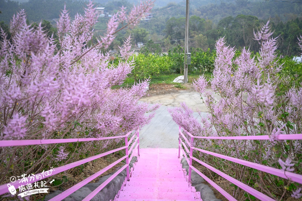 雲林新景點【有風的地方森林療癒咖啡】麝香木粉紅階梯超夢幻.賞花海.登大峽谷巨石,自然景觀好震撼! 雲林新景點【有風的地方森林療癒咖啡】麝香木粉紅階梯超夢幻.賞花海.登大峽谷巨石,自然景觀好震撼!