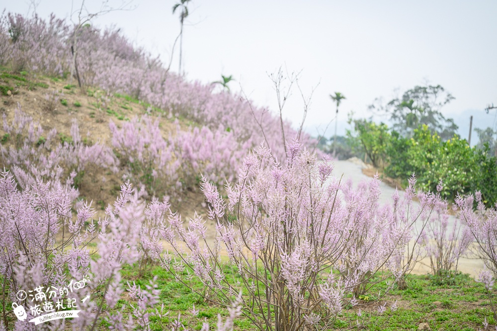 雲林新景點【有風的地方森林療癒咖啡】麝香木粉紅階梯超夢幻.賞花海.登大峽谷巨石,自然景觀好震撼! 雲林新景點【有風的地方森林療癒咖啡】麝香木粉紅階梯超夢幻.賞花海.登大峽谷巨石,自然景觀好震撼!
