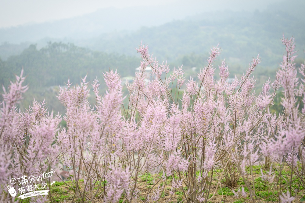 雲林新景點【有風的地方森林療癒咖啡】麝香木粉紅階梯超夢幻.賞花海.登大峽谷巨石,自然景觀好震撼! 雲林新景點【有風的地方森林療癒咖啡】麝香木粉紅階梯超夢幻.賞花海.登大峽谷巨石,自然景觀好震撼!