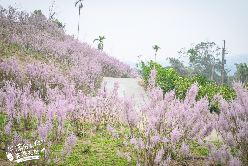 雲林新景點【有風的地方森林療癒咖啡】麝香木粉紅階梯超夢幻.賞花海.登大峽谷巨石,自然景觀好震撼! 雲林新景點【有風的地方森林療癒咖啡】麝香木粉紅階梯超夢幻.賞花海.登大峽谷巨石,自然景觀好震撼!