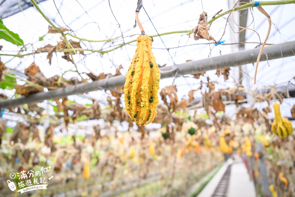雲林【綠金蕃茄南瓜農場】全台唯一南瓜隧道小火車.可無限次搭乘.全室內景點.玩拍七彩南瓜.還有採果體驗唷!