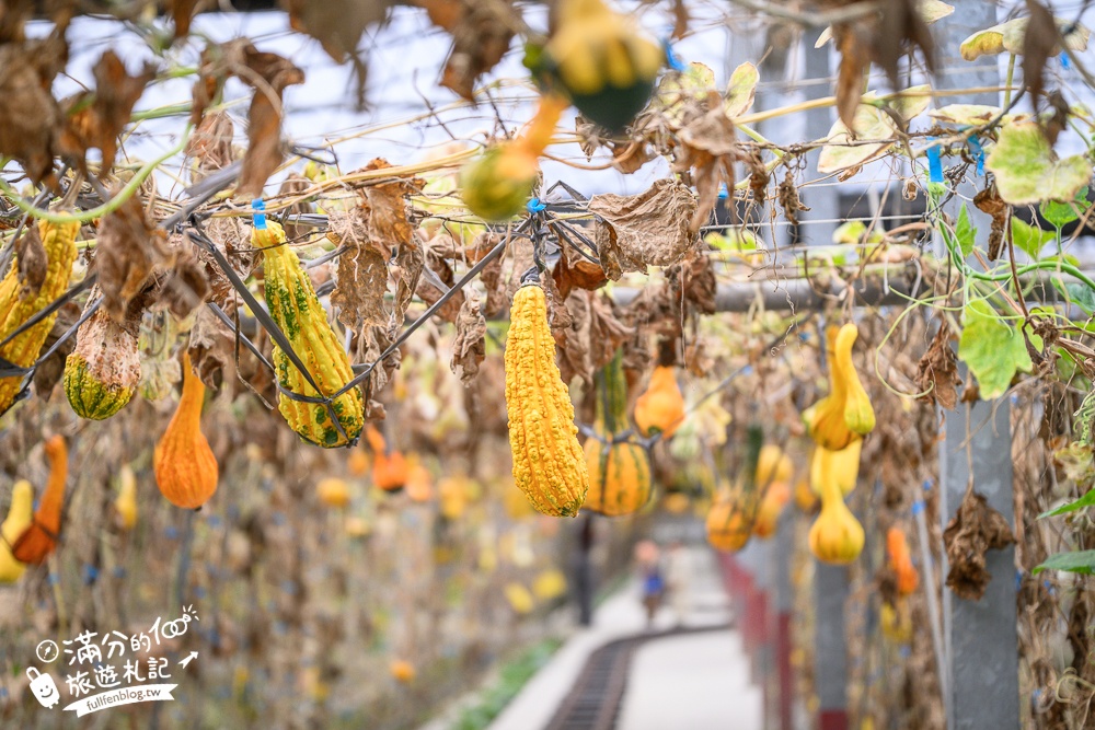 雲林【綠金蕃茄南瓜農場】全台唯一南瓜隧道小火車.可無限次搭乘.全室內景點.玩拍七彩南瓜.還有採果體驗唷!