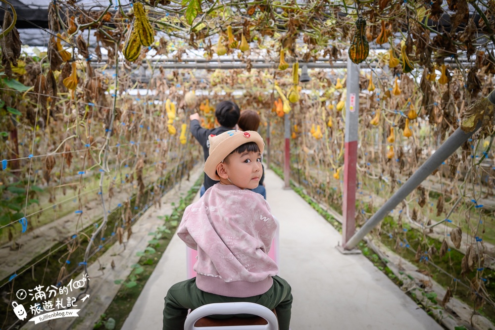 雲林【綠金蕃茄南瓜農場】全台唯一南瓜隧道小火車.可無限次搭乘.全室內景點.玩拍七彩南瓜.還有採果體驗唷!