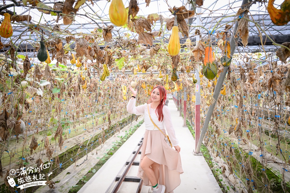 雲林【綠金蕃茄南瓜農場】全台唯一南瓜隧道小火車.可無限次搭乘.全室內景點.玩拍七彩南瓜.還有採果體驗唷!