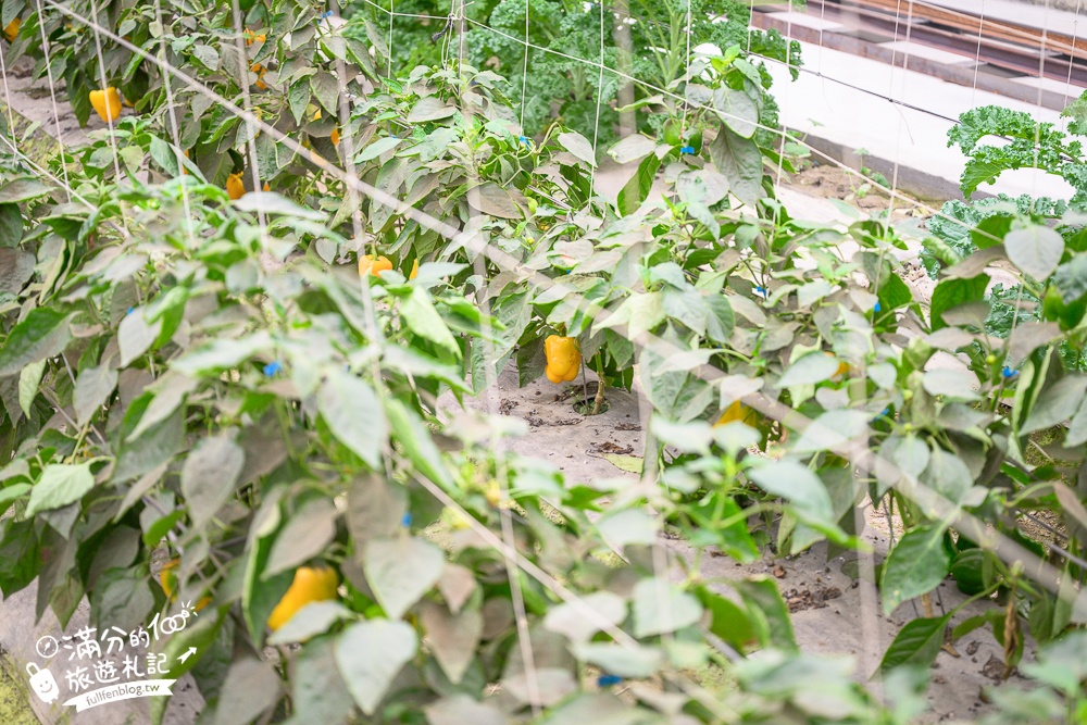 雲林【綠金蕃茄南瓜農場】全台唯一南瓜隧道小火車.可無限次搭乘.全室內景點.玩拍七彩南瓜.還有採果體驗唷!