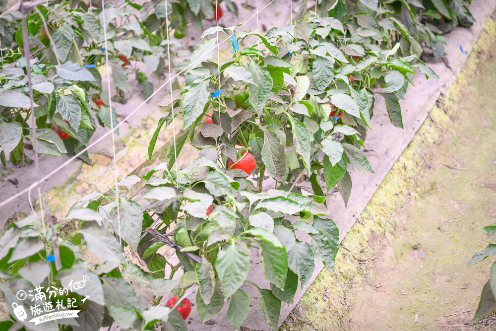 雲林【綠金蕃茄南瓜農場】全台唯一南瓜隧道小火車.可無限次搭乘.全室內景點.玩拍七彩南瓜.還有採果體驗唷!