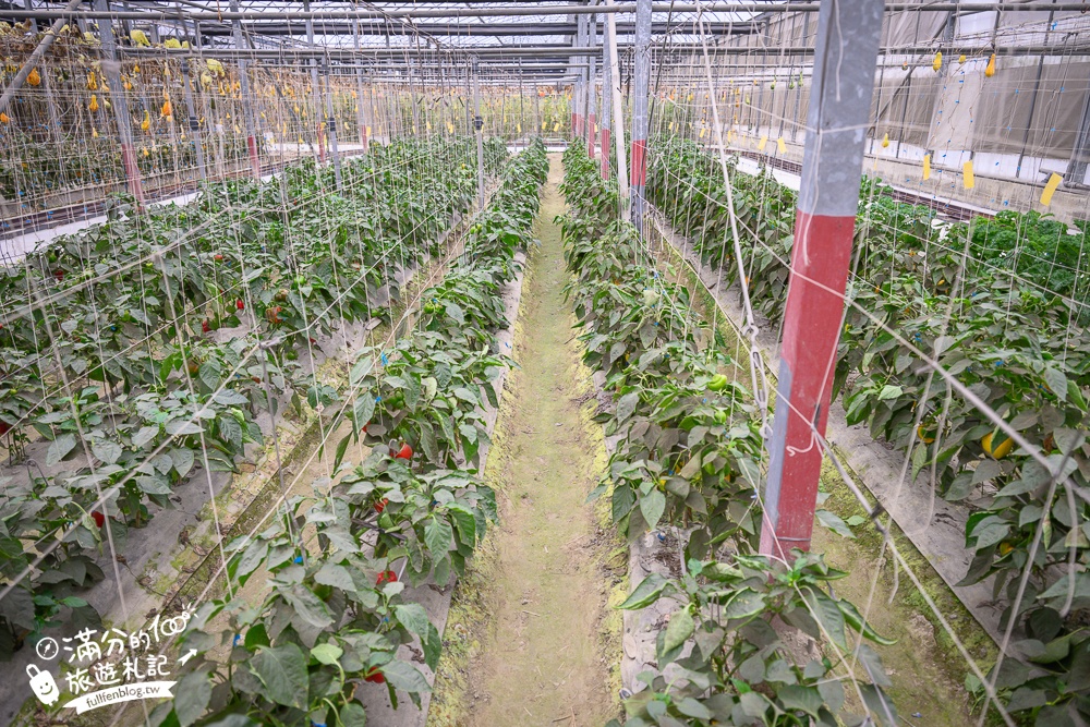 雲林【綠金蕃茄南瓜農場】全台唯一南瓜隧道小火車.可無限次搭乘.全室內景點.玩拍七彩南瓜.還有採果體驗唷!