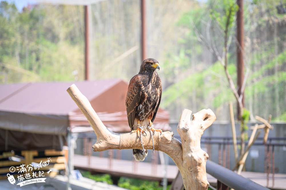 高雄景點【野森動物學校】最新門票資訊＆玩樂攻略!必玩沙丘部落和狐狸谷.與狐狸.狐獴.老鷹.土撥鼠近距離互動!