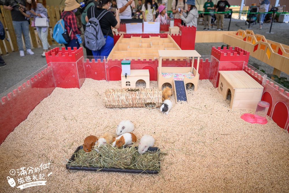 高雄景點【野森動物學校】最新門票資訊＆玩樂攻略!必玩沙丘部落和狐狸谷.與狐狸.狐獴.老鷹.土撥鼠近距離互動!